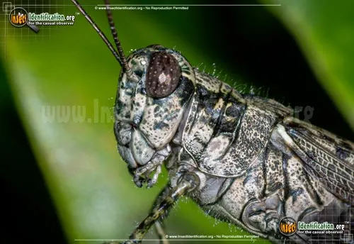 Grizzly Locust - photo 6