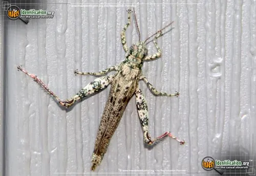 Grizzly Locust - photo 7