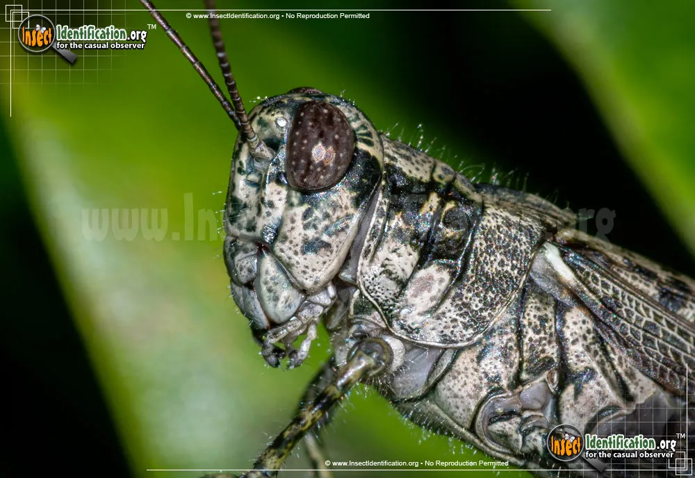 Grizzly Locust - photo 8
