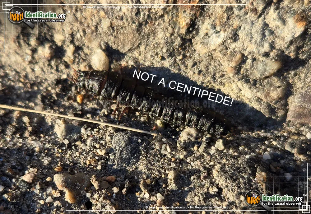 Ground Beetle Larva - Various Various