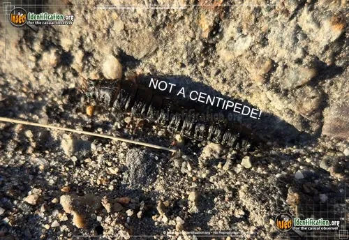 Ground Beetle Larva - photo 2