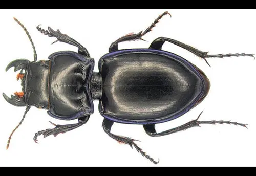 Ground Beetle - photo 2