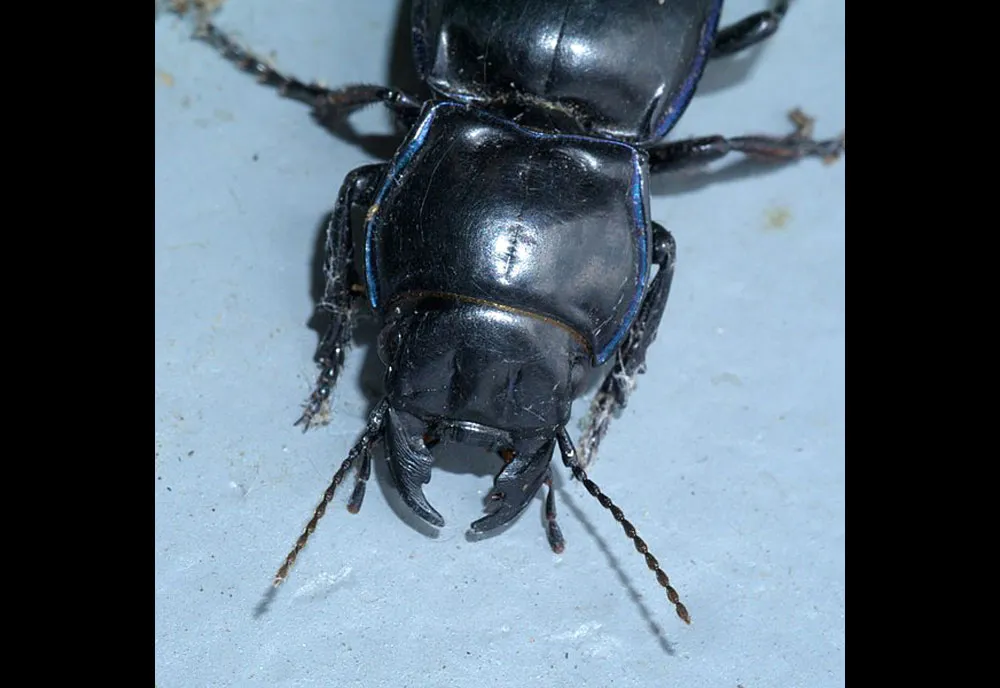 Ground Beetle - photo 3