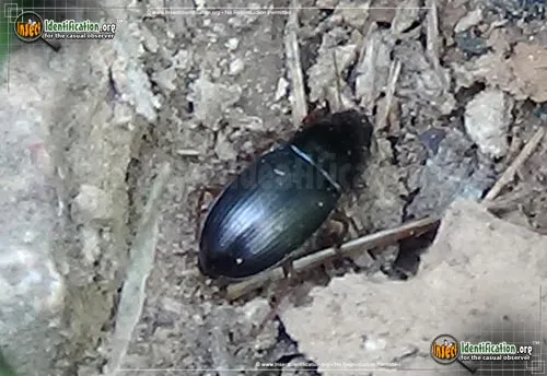 Ground Beetle - photo 2