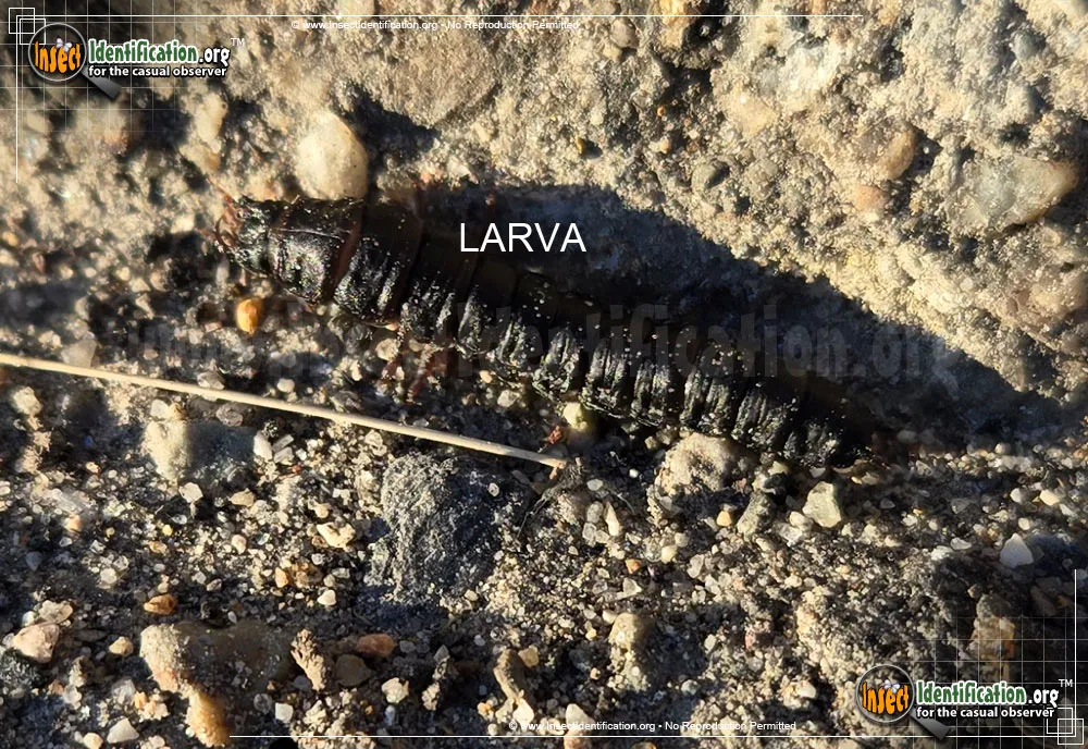 Ground Beetle - photo 3