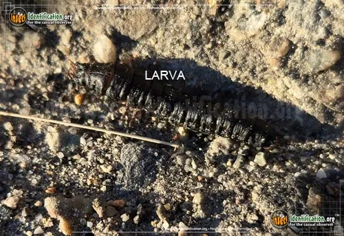 Ground Beetle - photo 4
