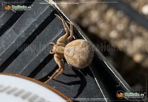 Ground Crab Spider - photo 2