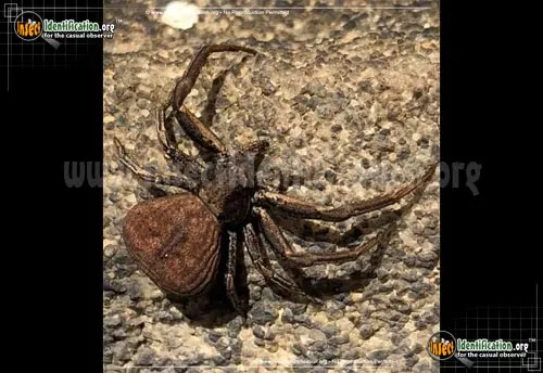Ground Crab Spider - photo 4