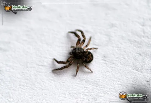 Ground Crab Spider - photo 6