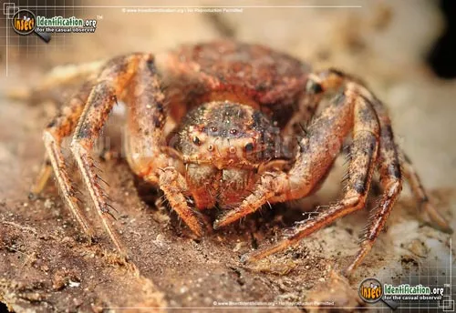 Ground Crab Spider - photo 8