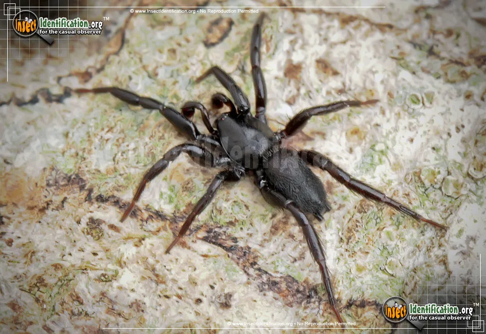 Ground Spider