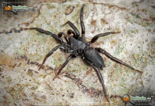 Ground Spider - photo 2
