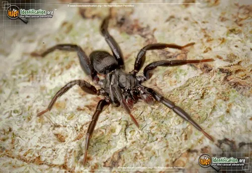 Ground Spider - photo 4