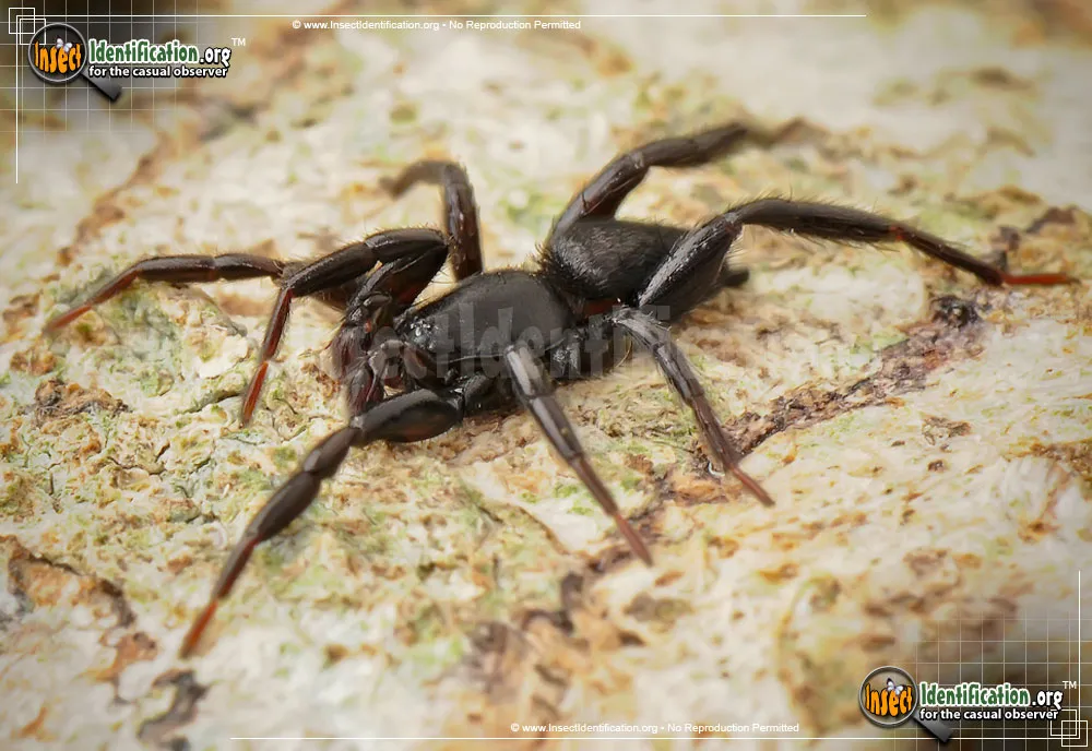 Ground Spider - photo 5