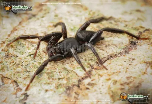 Ground Spider - photo 6