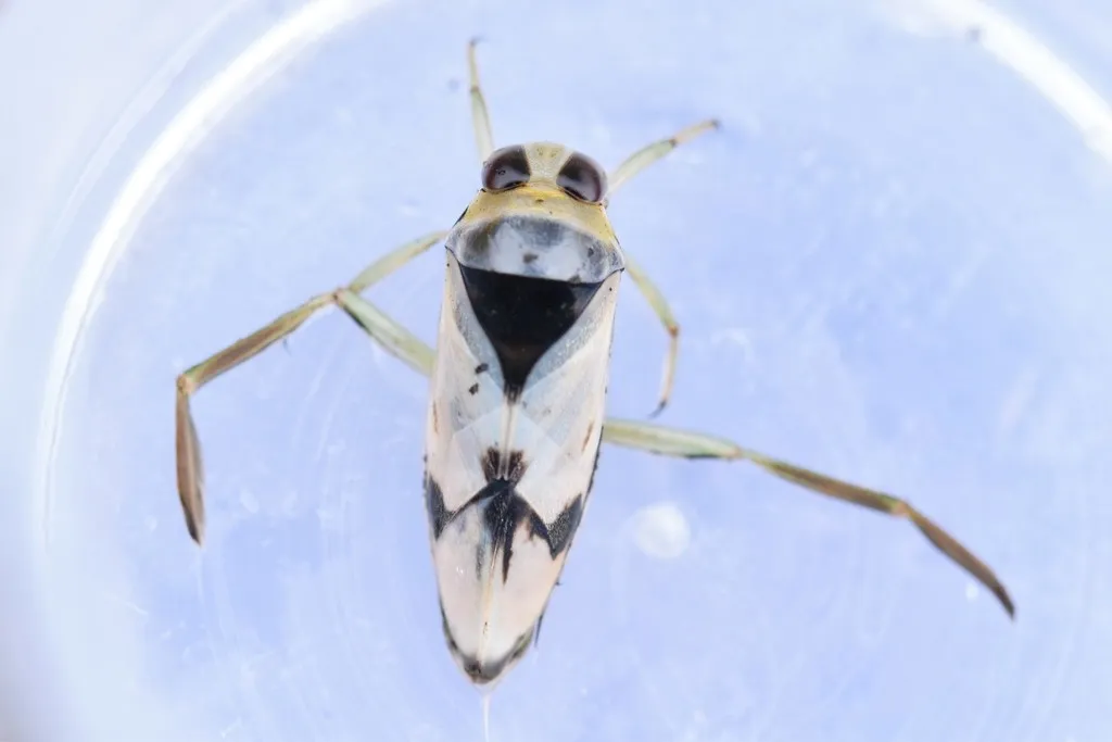 Grousewinged Backswimmer - photo 2