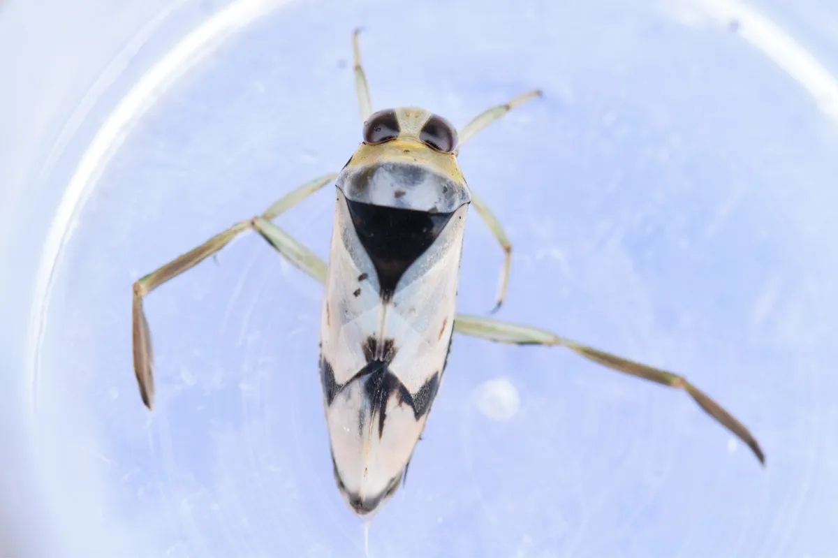 Grousewinged Backswimmer - photo 3