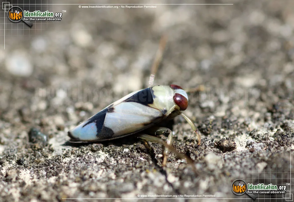 Grousewinged Backswimmer - photo 4