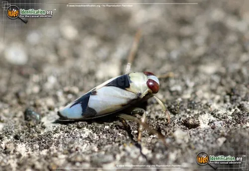 Grousewinged Backswimmer - photo 5