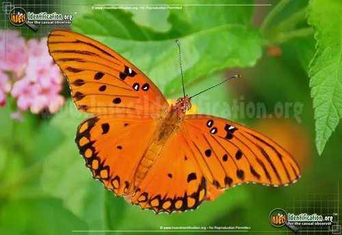 Gulf Fritillary Butterfly - photo 2