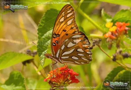 Gulf Fritillary Butterfly - photo 6