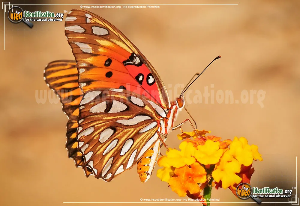 Gulf Fritillary Butterfly - photo 7