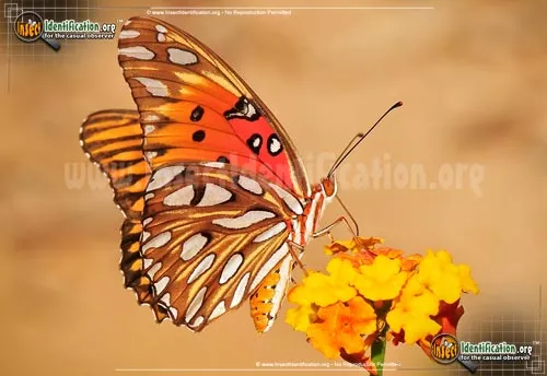 Gulf Fritillary Butterfly - photo 8