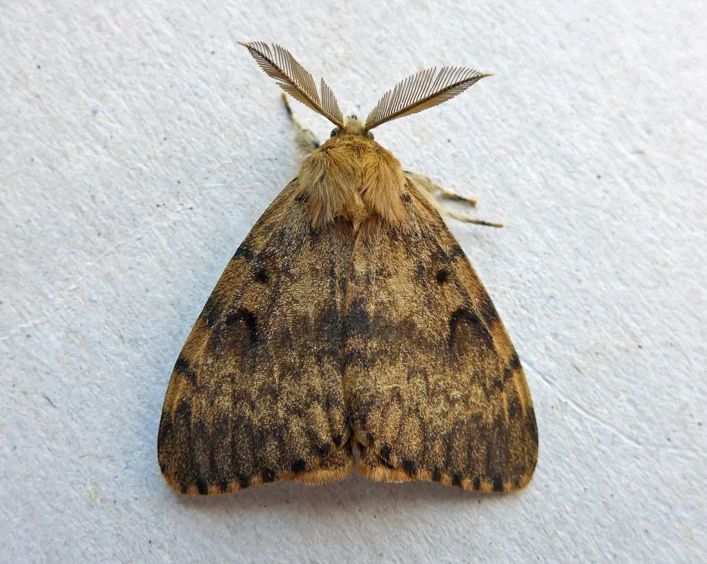 Gypsy Moth - photo 2