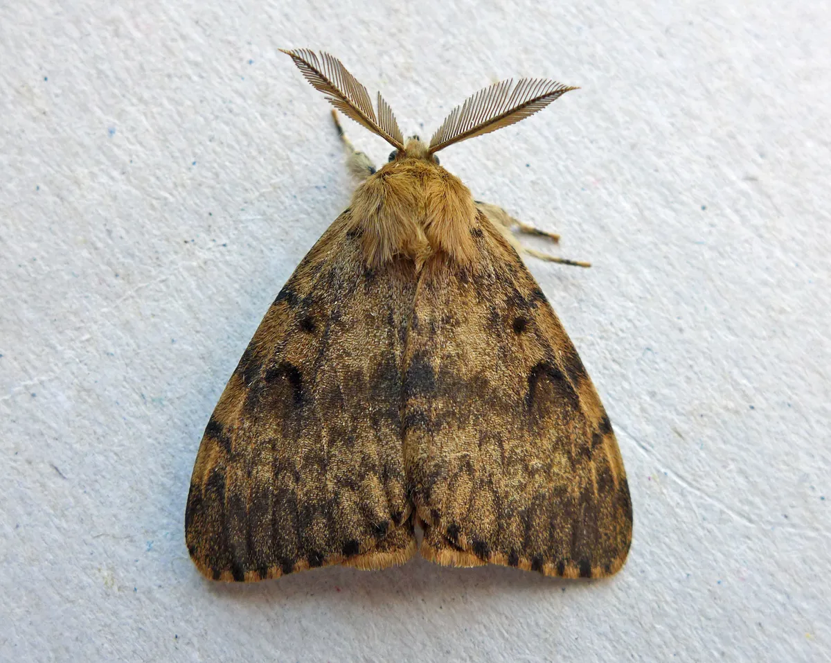 Gypsy Moth - photo 3
