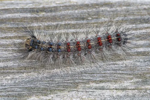 Gypsy Moth - photo 4