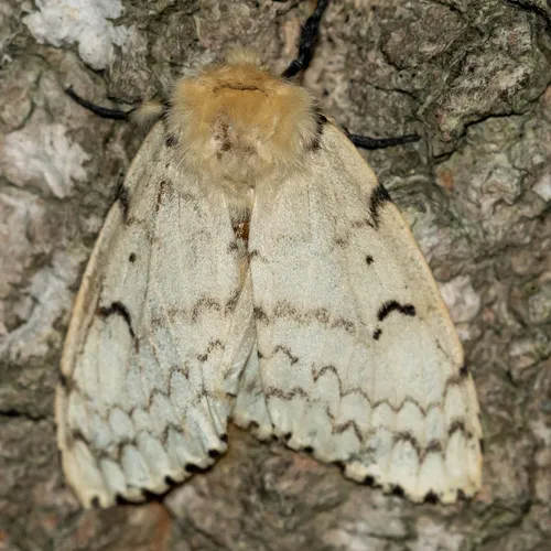 Gypsy Moth - photo 5