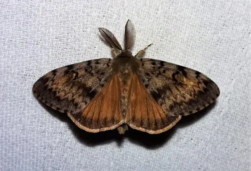 Gypsy Moth - photo 6