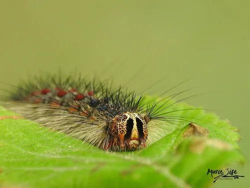 Gypsy Moth - photo 7