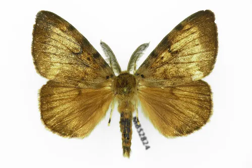 Gypsy Moth - photo 8