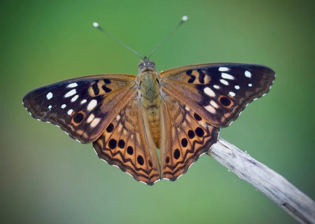 Hackberry Emperor - photo 2