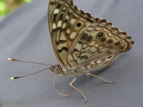 Hackberry Emperor - photo 5