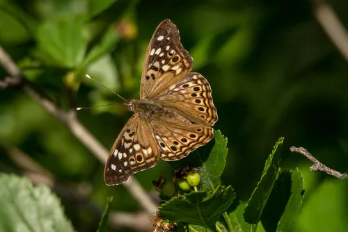 Hackberry Emperor - photo 6