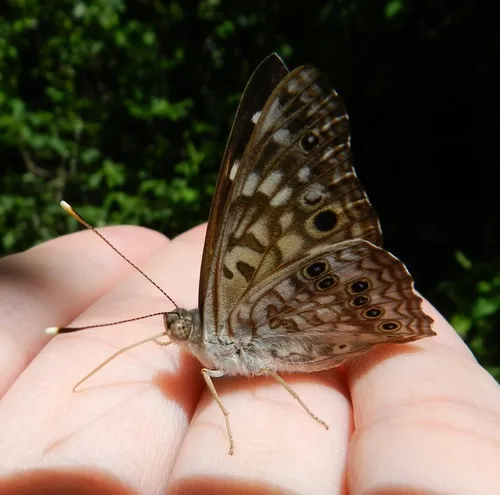 Hackberry Emperor - photo 7