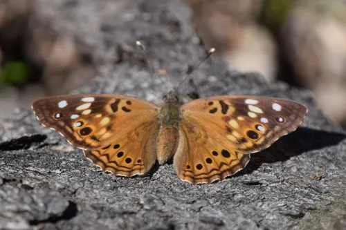 Hackberry Emperor - photo 8