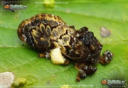 Hag Moth - photo 8