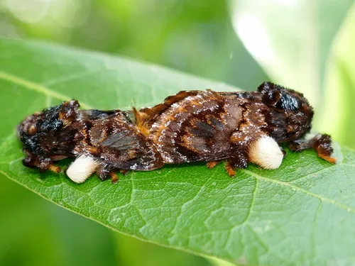 Hag Moth - photo 3