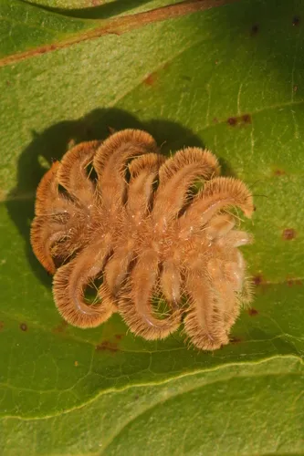 Hag Moth - photo 4