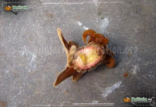 Hag Moth - photo 6