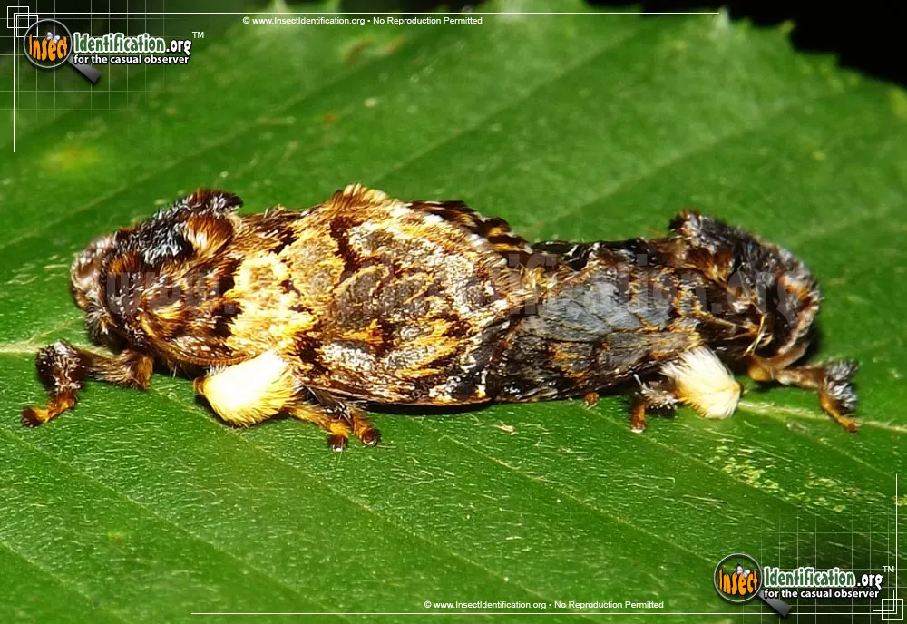 Hag Moth - photo 7