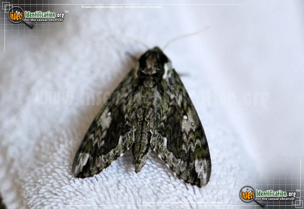 Hagen's Sphinx Moth