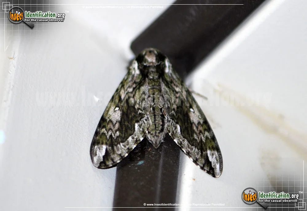 Hagen's Sphinx Moth - photo 3