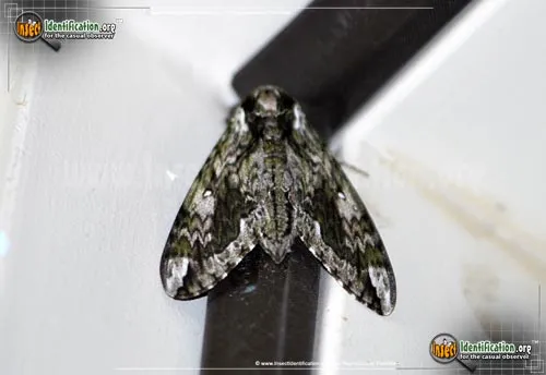 Hagen's Sphinx Moth - photo 4