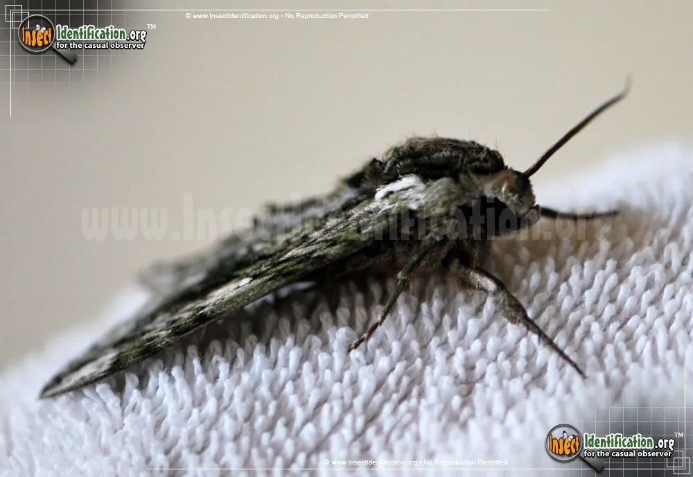 Hagen's Sphinx Moth - photo 5