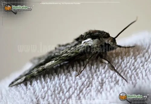 Hagen's Sphinx Moth - photo 6