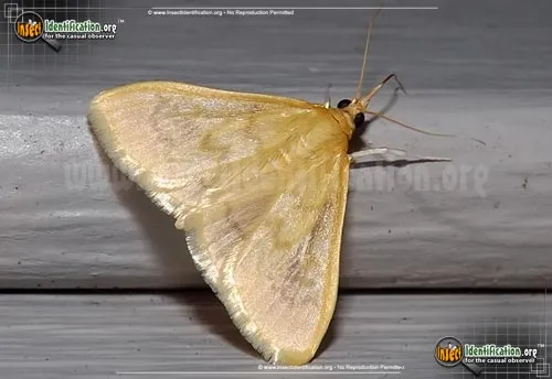 Hahncappsia Moth - photo 2
